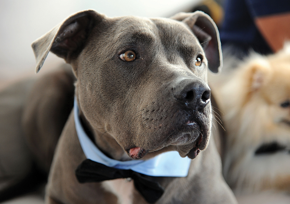 Junior the grey Pit Bull who is always at Millan’s side
